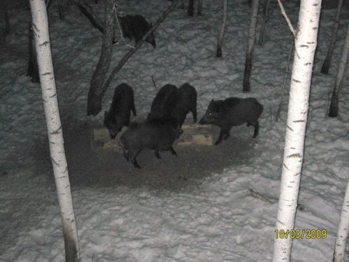 есть ещё, они не могут не есть