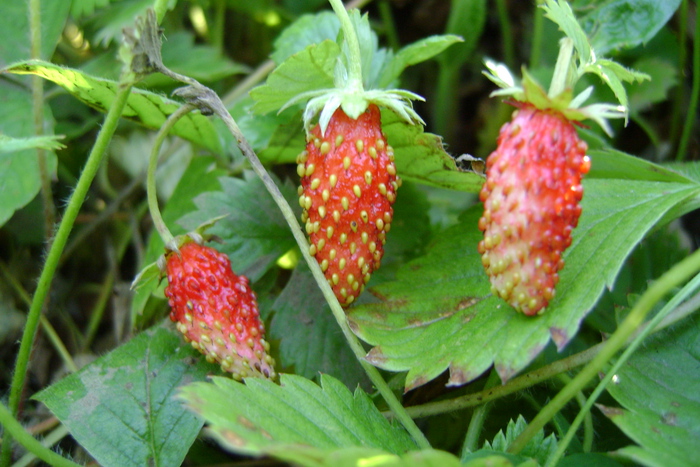 Земляника 08.2010г.сопки Рудного Алтая.