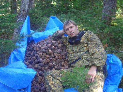Шишка