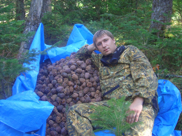 Шишка