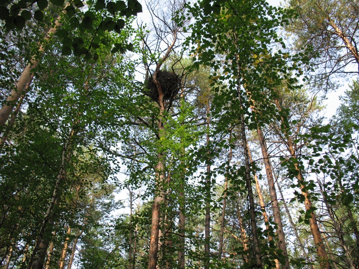 Гнездо орлана белохвоста