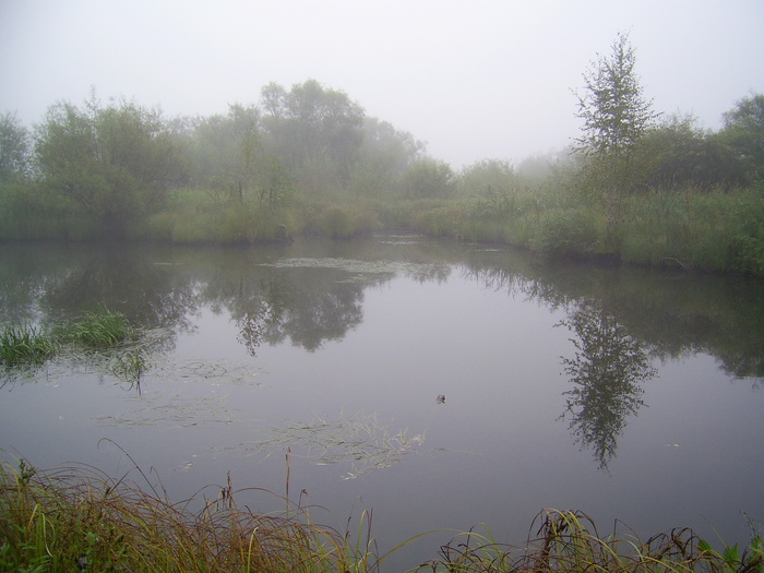 уток нет. но кто-то большой под водой