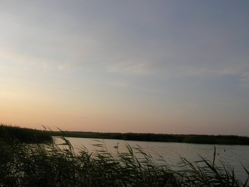 Лебедь