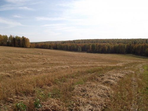 золотая  осень
