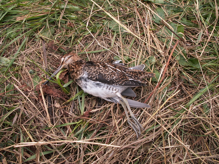 Бекас