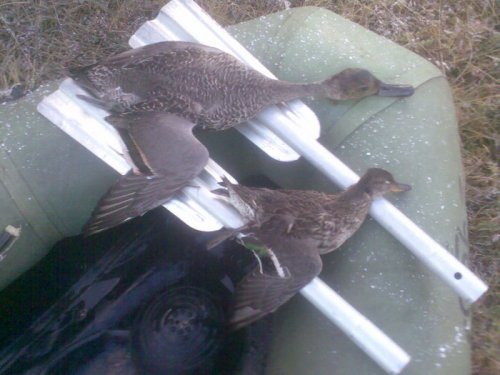 мелкий прилетел ,а крупного скрадом взял