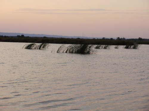 зорька