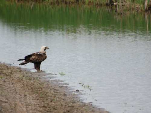 На водопое