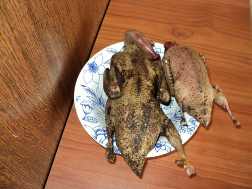 ути