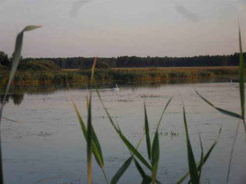красивая птица