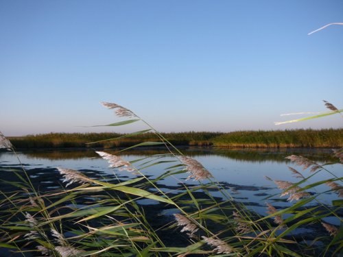 Плесик
