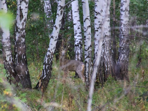 Косули много нынче? Или мне везет?