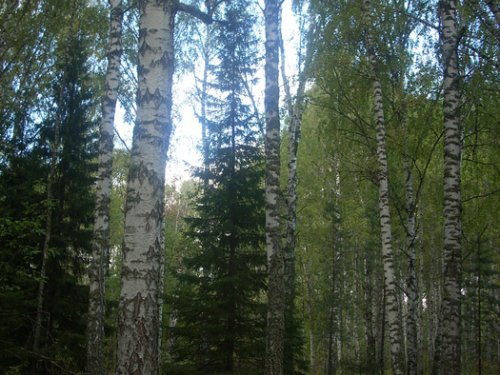 Осень в Томском лесу.