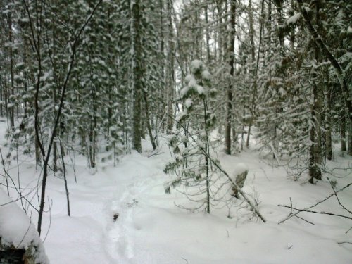 Зимний лес