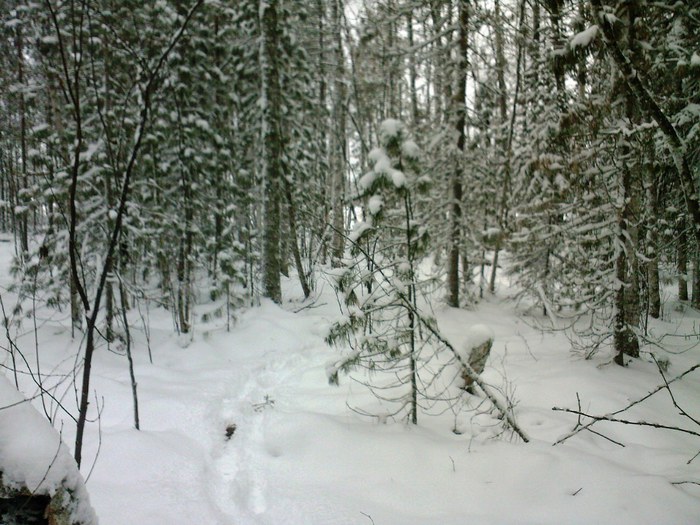 Зимний лес