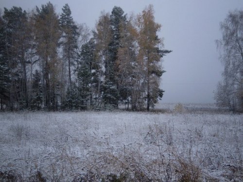 Ташара сегодня утром.собаки в шоке