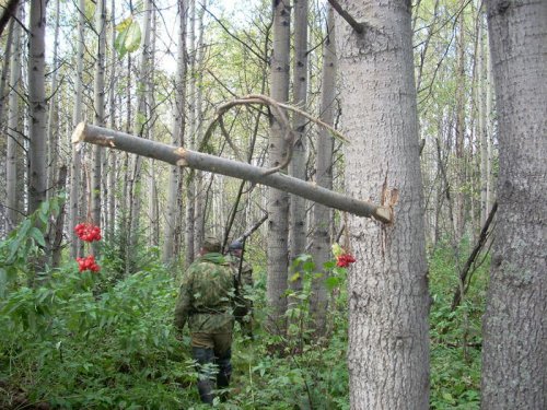 на рябчика