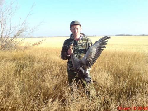очередной "классический" гусь