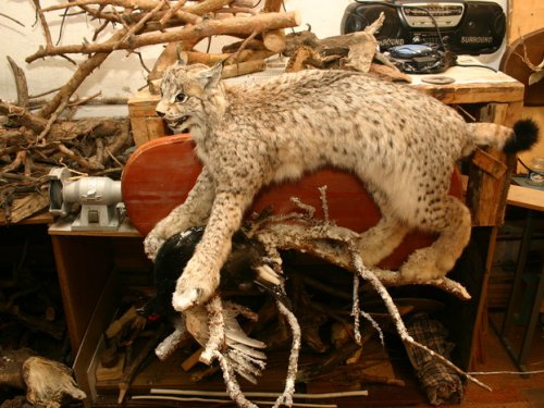 Рысь поймавшая косача