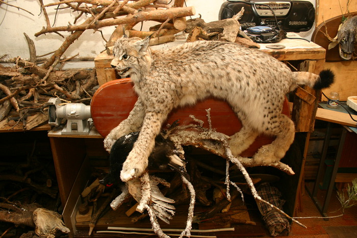 Рысь поймавшая косача