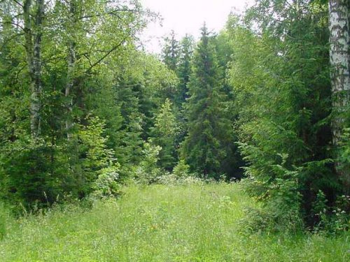 лес