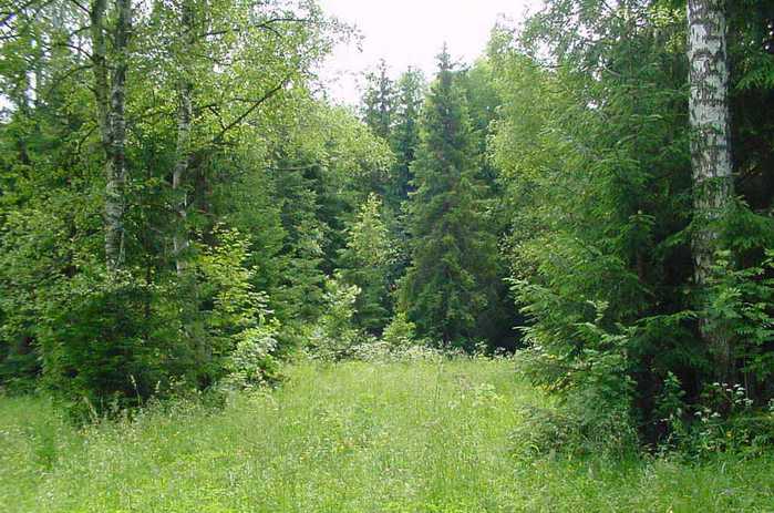 лес