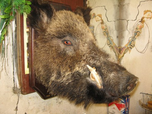 Кабанчик