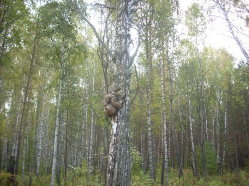 Осенние прогулки