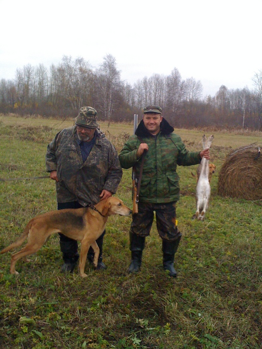 Осенний зайчишка.