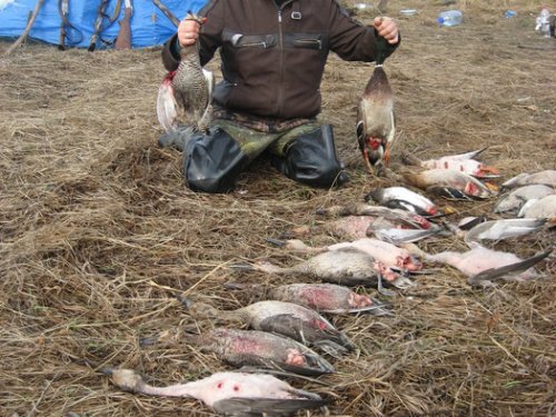 закрытие(утиной охоты)2010!