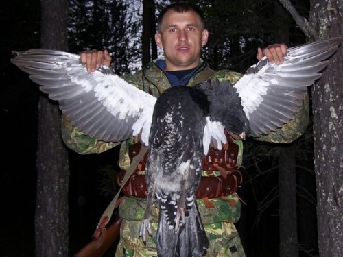 Глухарь.