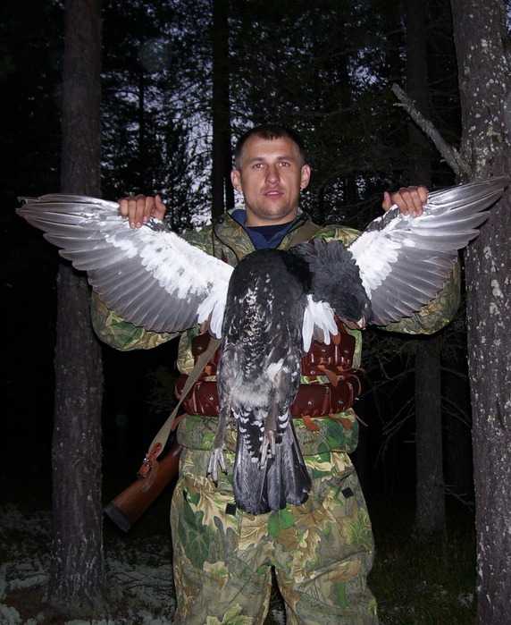 Глухарь.