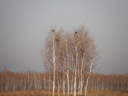 к себе не подпустили.....
