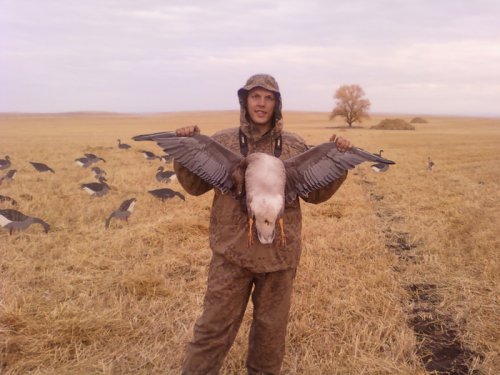 гусь 2010