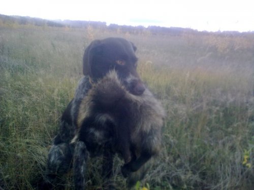 фокус