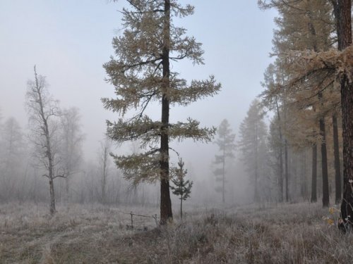 утренняя тайга