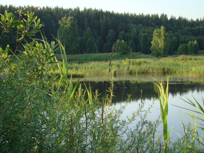 Места утинные