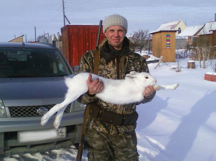 Дачный зайка.