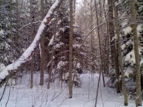 Тишина и красота ...(перед загоном).......