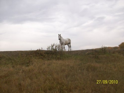 сибиряк