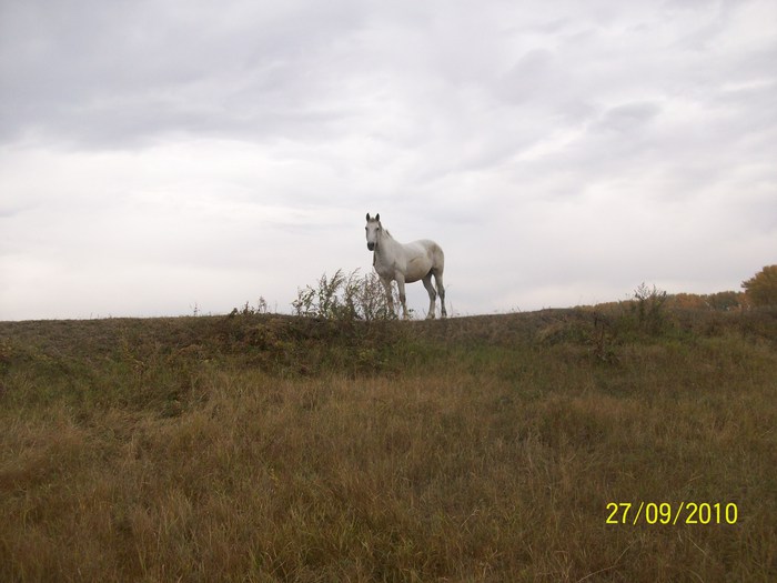 сибиряк