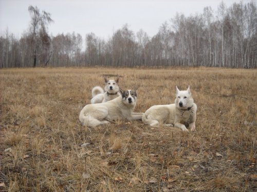 Собачки