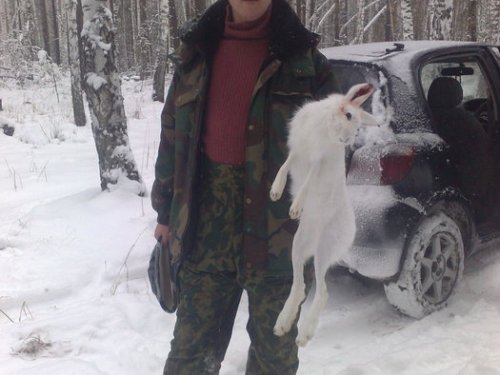 в леса по зайца 