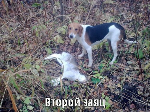 второй заяц