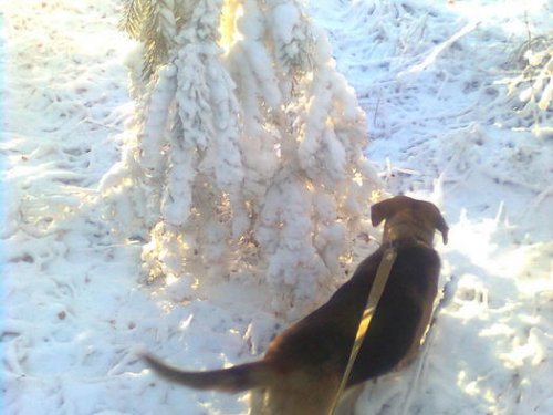 собачка