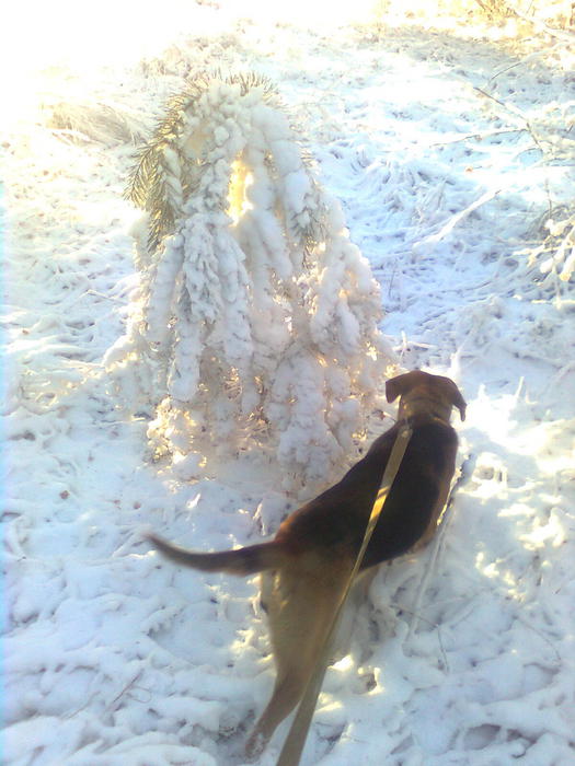 собачка