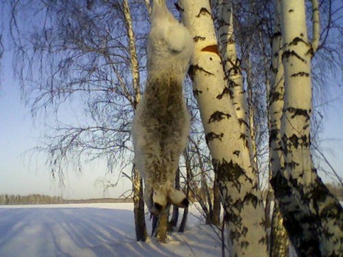 Русак 