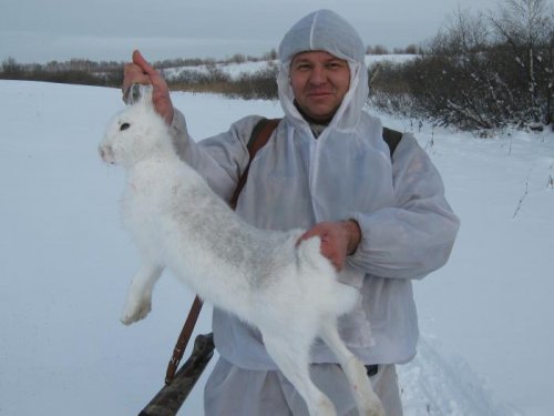 крупный зайчик 