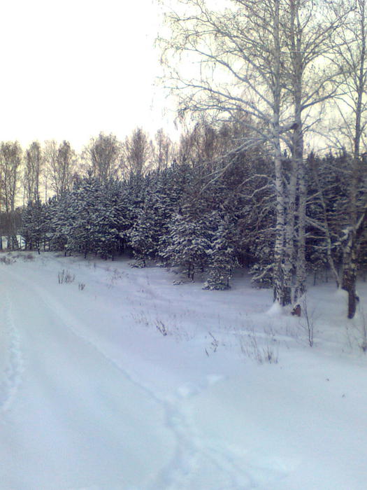 Леса...красота