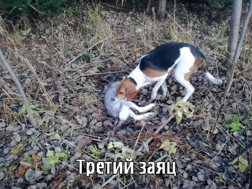 третий заяц